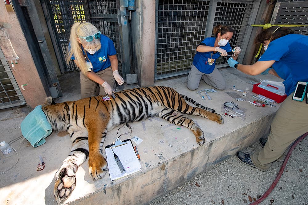 El zoológico espera ahora otros resultados para determinar el por qué de los síntomas que muestran los tigres. 
<br>
