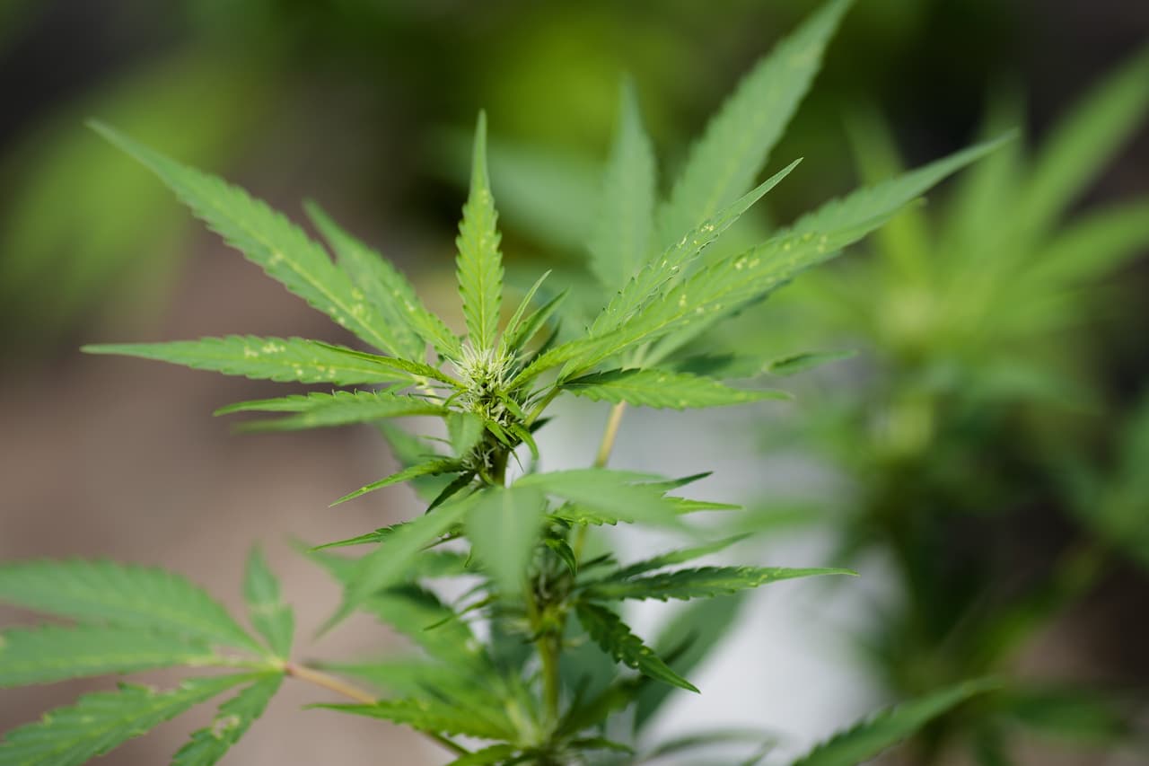 Arizona prepara las reglas para la venta de marihuana recreativa, que estará disponible en marzo