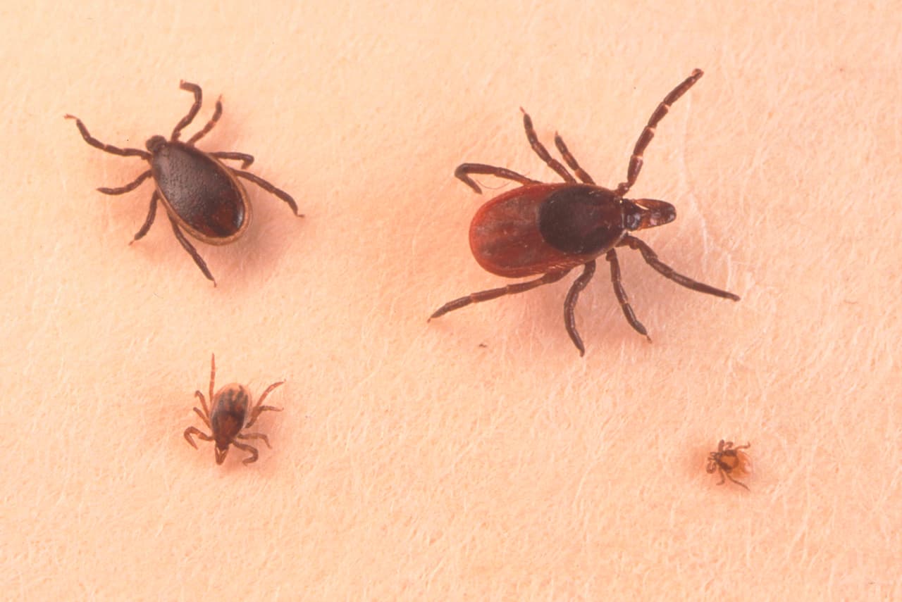 Reducir el riesgo de enfermarse se limita a tener extremo cuidado a la exposición a las garrapatas que pueden encontrarse durante todo el año, pero es más frecuente los meses más cálidos, de abril a abril.