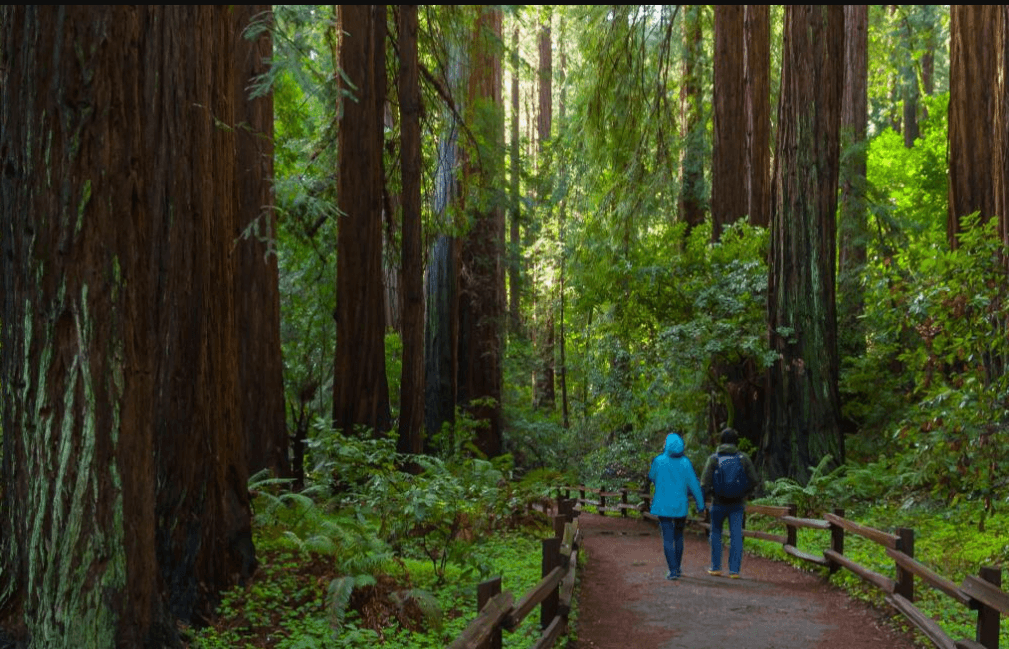 <b><a href="https://www.nps.gov/muwo/index.htm" target="_blank">El Parque Muir Woods</a></b> está ubicado a poca distancia al norte del puente Golden Gate en San Francisco, sin importar cuantas veces lo hayas visto, seguirá siendo impresionante. El paseo a pie es accesible, lo que significa que las rutas son adecuadas para visitar con personas de movilidad reducida, usuarios de sillas de ruedas y familias con niños.