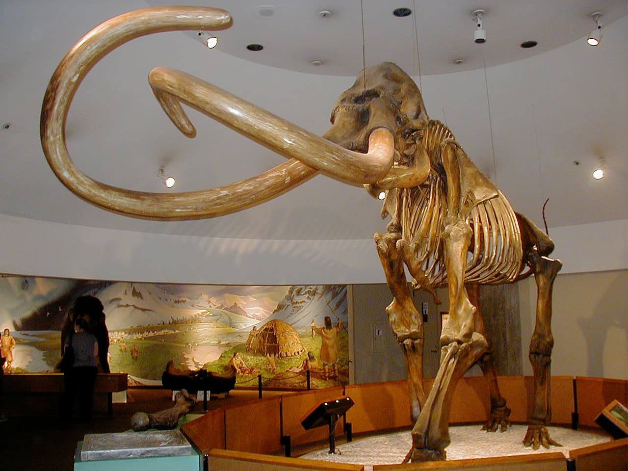 Un esqueleto de 
<a href="https://www.biodiversidad.gob.mx/biodiversidad/EdHielo/mamutColumbia"><u>mamut colombino</u></a>, una especie que habitó centro y norteamérica. Esta expuesto en el Museo George C. Page de Los Ángeles, California.