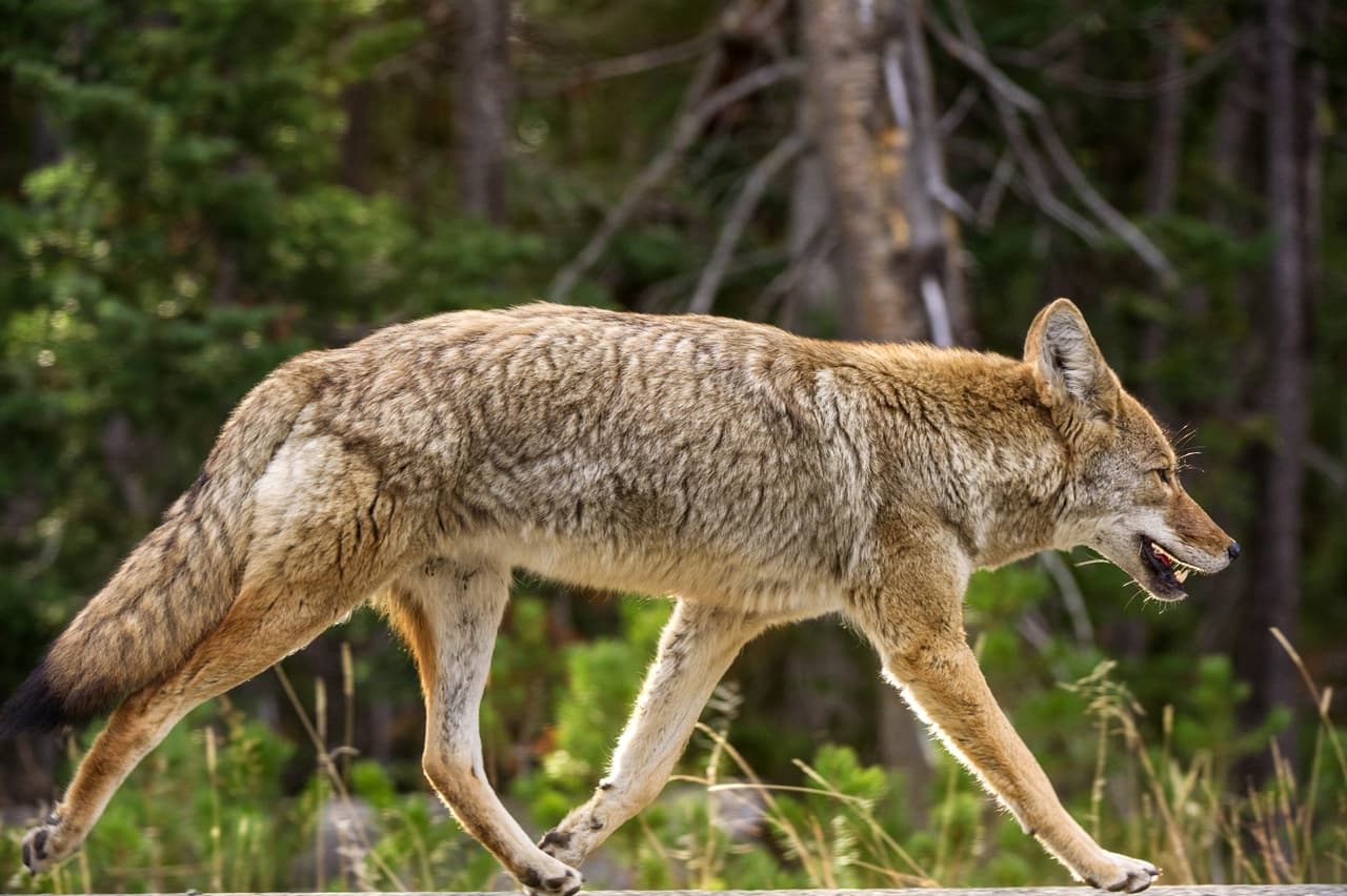 También este año se reportaron algunos 
<b>encuentros de personas con coyotes salvajes</b> en Arizona; uno de los más sonados ocurrió cerca de Tucson, cuando una adolescente fue mordida por un cachorro al intentar rescatarlo en la comunidad de Sahuarita, en junio pasado. Más reciente, tres personas fueron mordidas por un coyote entre el 9 y 11 de diciembre al norte de Phoenix, entre ellas un niño de 4 años. Todas las víctimas tuvieron que recibir tratamiento contra la rabia. 
<a href="https://www.univision.com/local/arizona-ktvw/tres-personas-han-sido-mordidas-coyote-norte-phoenix">Más detalles en este enlace. </a>