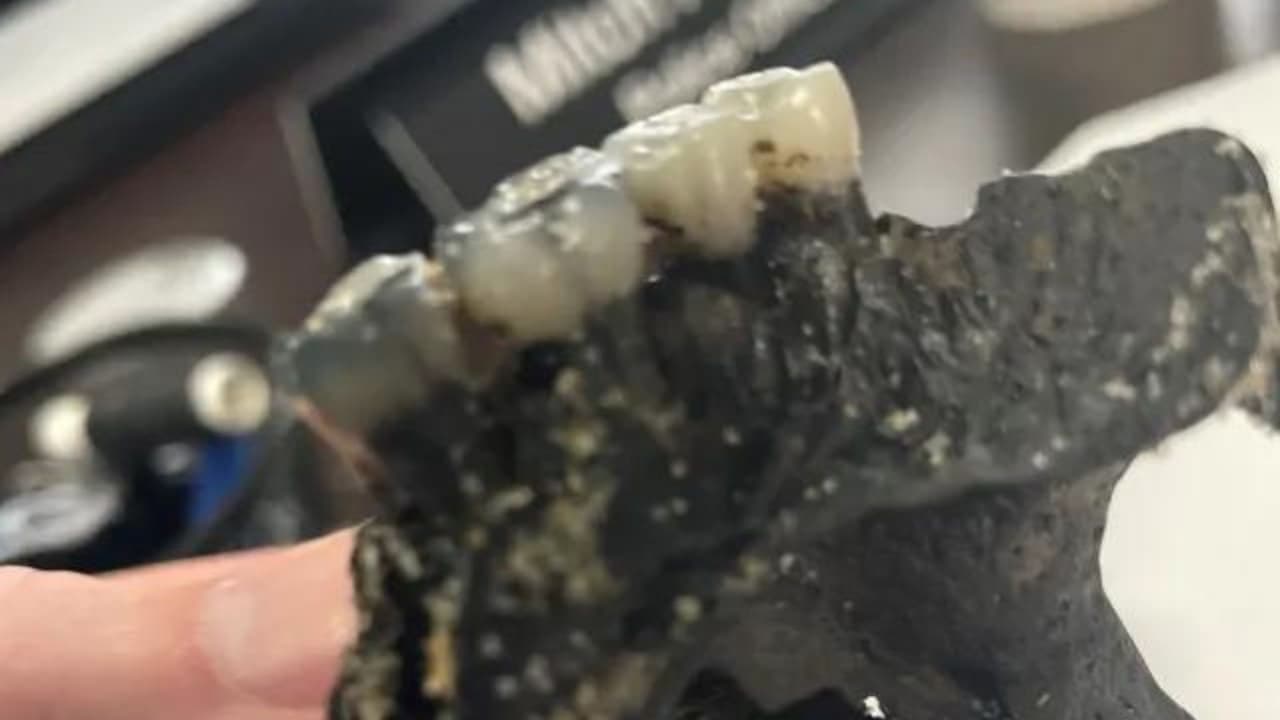 El 16 de julio el pequeño encontró una mandíbula parcial en las olas a lo largo de los Outer Banks.