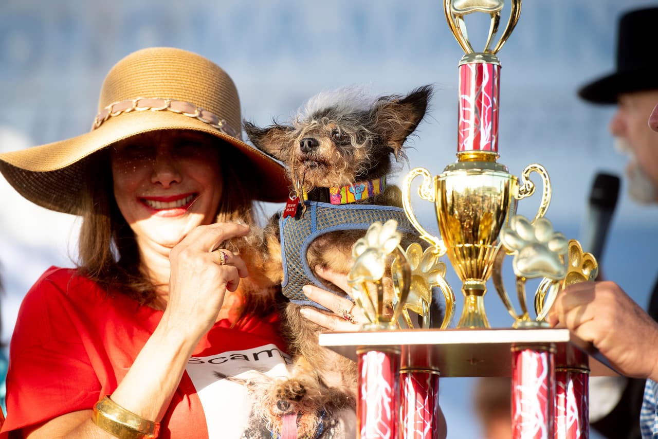 Scamp "El vagabundo" nunca se coronará un concurso de belleza, pero cuando se trata de ser el más feo, no hay quien le gane. Aquí posa muy serio tras recibir el trofeo del "Perro más feo del mundo" el pasado fin de semana.