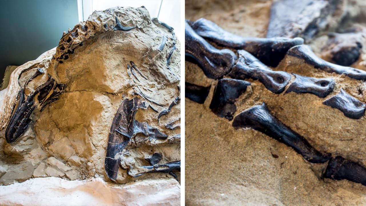 Luego de permanecer por más de una década en manos privadas, el descubrimiento conocido como 
<a href="https://naturalsciences.org/calendar/news/north-carolina-museum-of-natural-sciences-to-receive-the-dueling-dinosaurs/?fbclid=IwAR0NseqTBiY98hOEoGwXTAGdZuZEVRJObG_atQq-S3ZLcwzx5FxHP_F-6JA" target="_blank">‘Duelo de dinosaurios’</a> fue adquirido por el Museo de Ciencias Naturales de Carolina del Norte (Ncmns), ubicado en Raleigh.