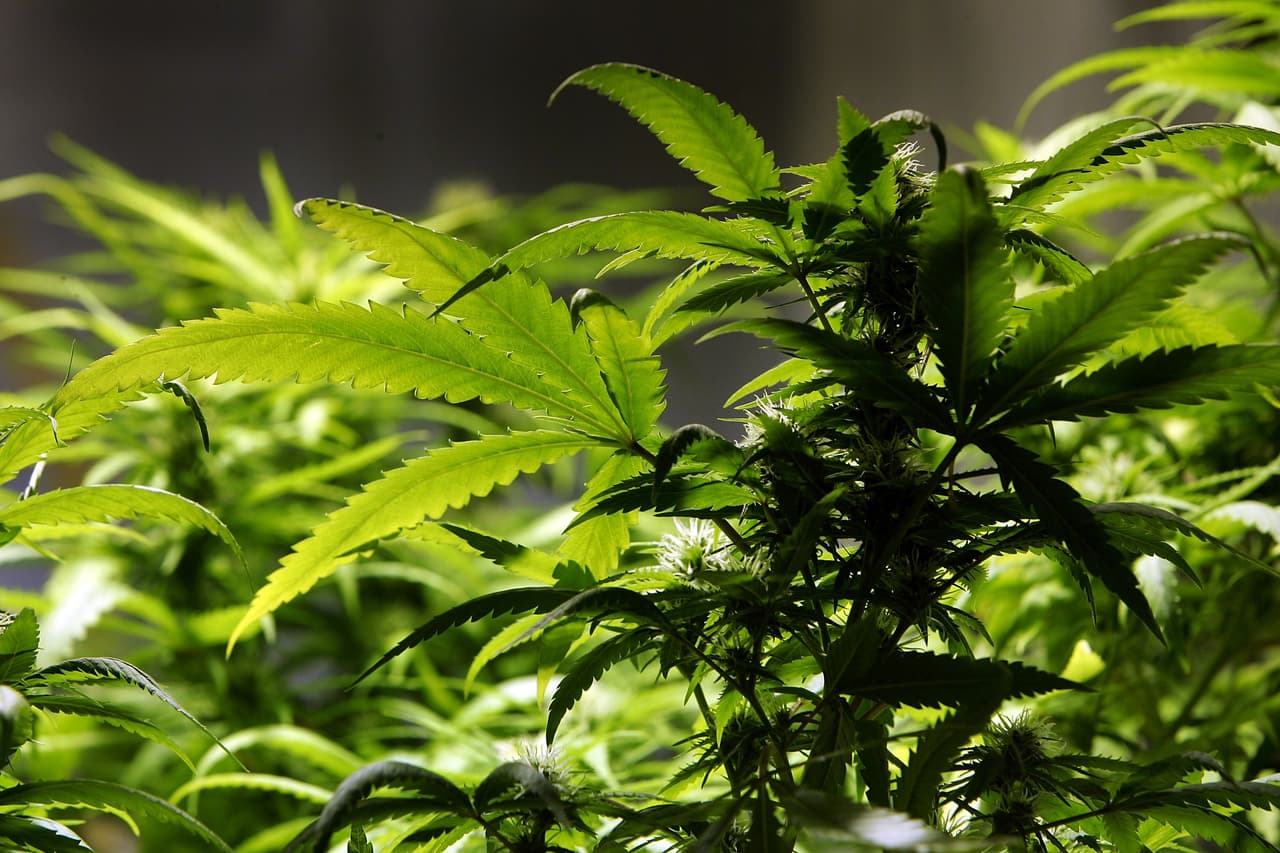 Ventas de marihuana recreacional sumaron $75.2 millones en noviembre