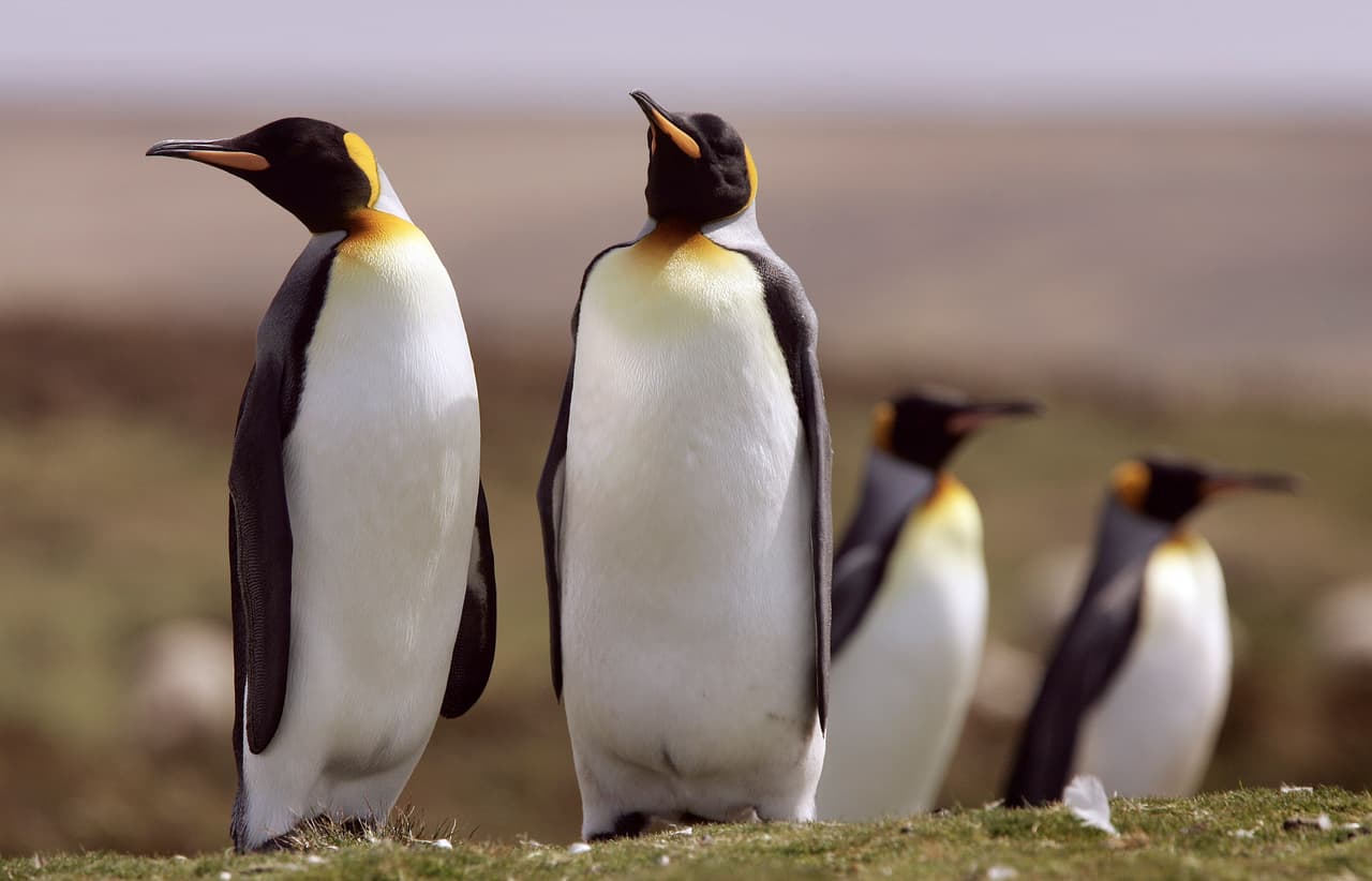 Los pingüinos pueden enseñarnos a vivir en pareja y te explicamos por qué 