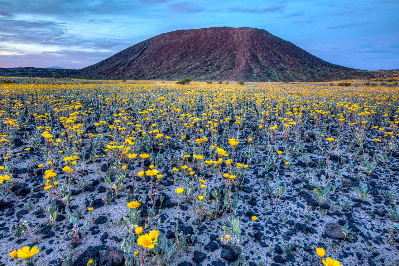 <b>Mojave Trail, California. </b>El Monumento Nacional Mojave Trails, proclamado por Barack Obama, ocupa 1,6 millones de acres al sureste de California.