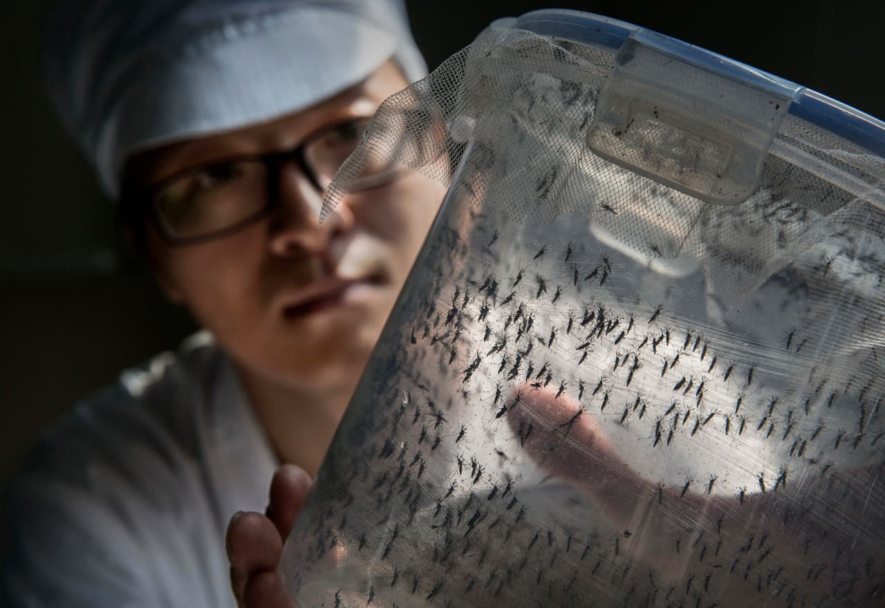 Al estar alterados genéticamente infectan a las hembras salvajes con la bacteria, lo que impide la adecuada fertilización de sus huevos.