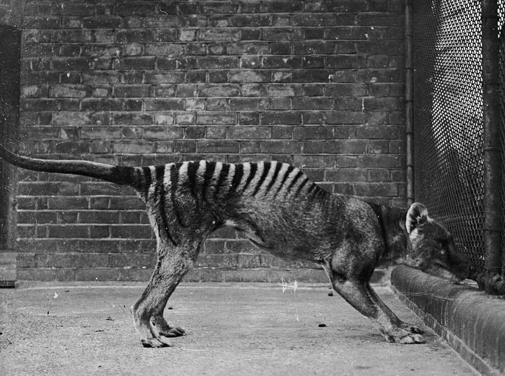 "Ahora podemos dar los saltos gigantescos para conservar los marsupiales amenazados de Australia y asumir el gran desafío de 
<b>desextinguir los animales</b> que habíamos perdido", aseguró el profesor Andrew Pask, líder del Laboratorio de Investigación de Restauración Genética Integrada del Tilacino (TIGGR en inglés).
<br>
<br>En la imagen, un tigre de Tasmania en cautiverio en la década de 1930. El último ejemplar en cautiverio murió en 1936.