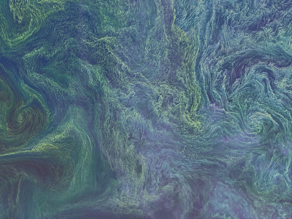 <b>El Mar Báltico. </b>Esta fotos del 11 de agosto de 2015. Se ven los colores aparentes de 'cianobacterias', tipo de bacterias marinas que capturan y almacenan energía solar a través de la fotosíntesis. Algunos son tóxicos para humanos y animales. Además, las grandes floraciones pueden causar una zona muerta en el mar quitando el oxígeno a otros organismos. Las imágenes de satélite por sí solas no pueden decir si son cianobacterias, sin embargo, "las principales floraciones de cianobacterias han aparecido casi todos los veranos... y siempre se ven así en satélite", 
<a href="https://earthobservatory.nasa.gov/images/86449/blooming-baltic-sea" target="_blank">explicó el oceanógrafo de la NASA</a> Norman Kuring. 
<br>
<br>