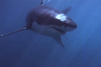 El domingo 3 de julio, un socorrista que estaba haciendo el papel de víctima en la playa de Smith Point County Beach
<b> <a href="https://www.univision.com/local/nueva-york-wxtv/ataque-tiburon-socorrista-playa-long-island" target="_blank">se convirtió en una víctima real</a> </b>al ser mordido por un tiburón.