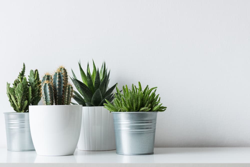 Otra planta ideal para los Capricornio son los cactus. Estas hermosas plantas que no necesitan mucho cuidado absorberán la mala energía que rodea el ambiente, sobre todo en el trabajo.