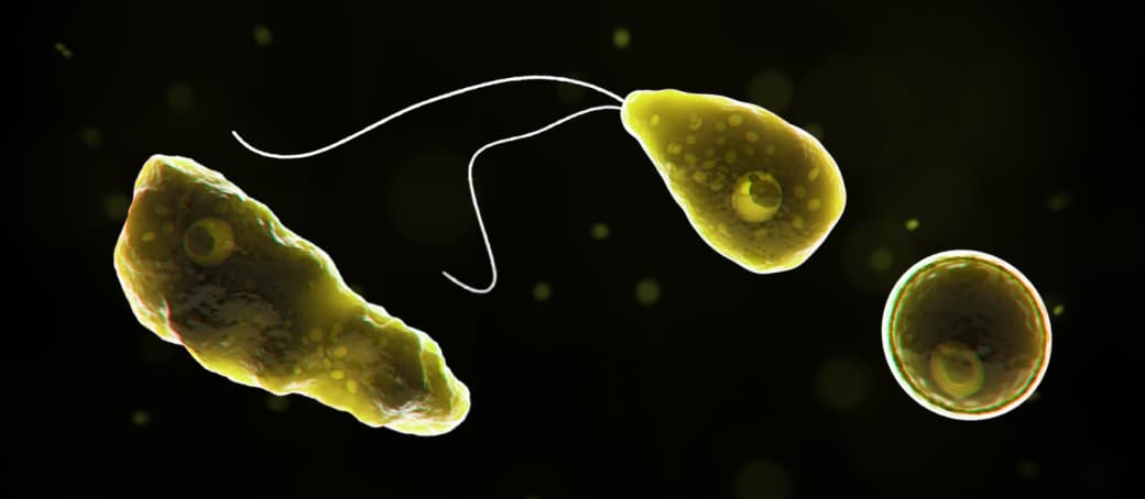 Autoridades de salud reportan un caso de contagio de la llamada 'ameba come-cerebros' en Florida