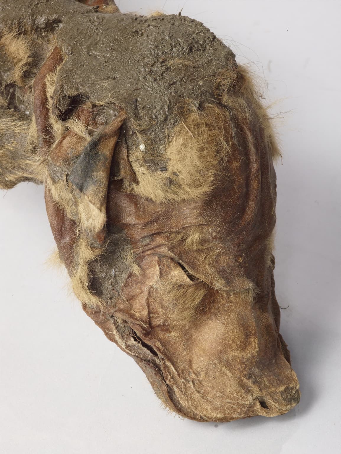 Un detalle del animal congelado. El gobierno de Yukon explica que el hallazgo del cachorro de lobo momificado fue hecho en julio de 2016 mientras que el caribú fue encontrado en la mina de oro en Paradise Hill en junio de ese año. 
<b>Hasta ahora ninguno de los dos animales habían sido mostrados al público</b>.