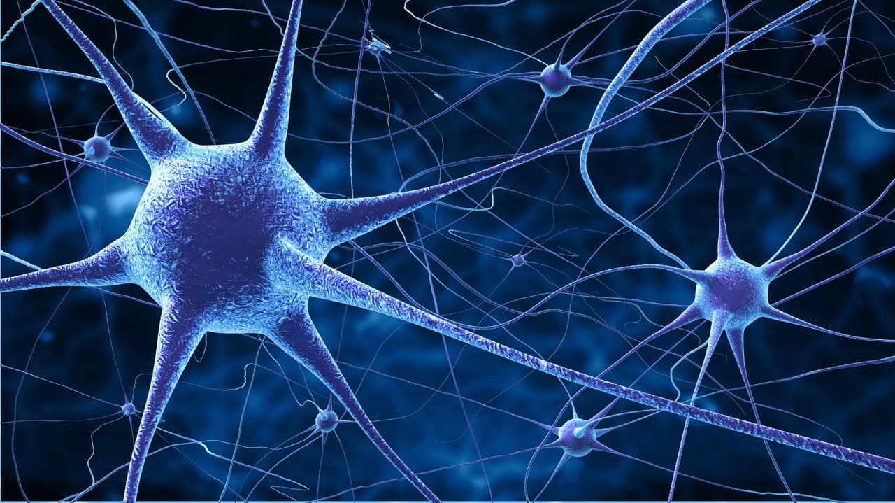 Nuestra evolución gracias a las neuronas espejo