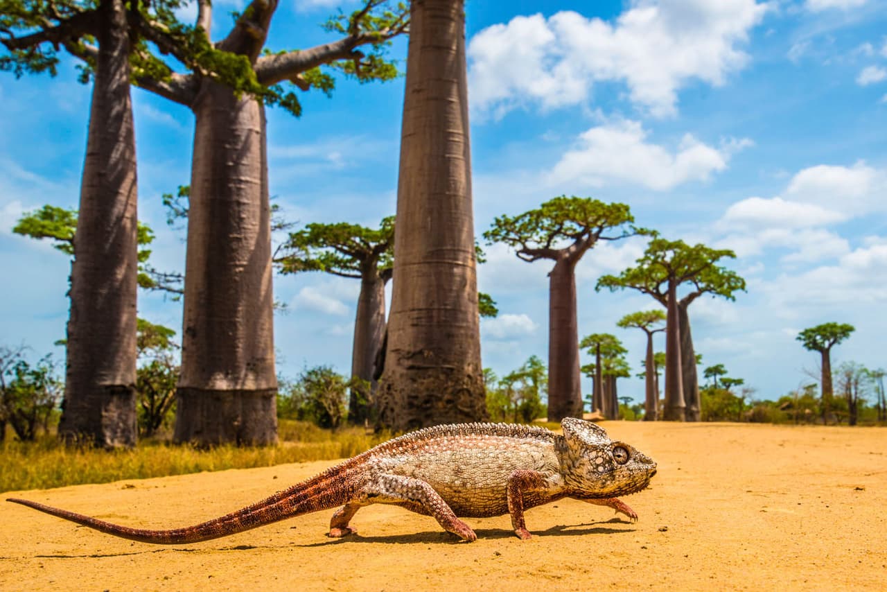 <b>‘Camaleón gigante en la avenida de los baobabs’ </b>
<br>
<br>Un camaleón gigante malgache en una área de Madagascar conocida como la ‘avenida de los baobabs’, por estar repleta de estos curiosos árboles.
<br>
<br>"Me acosté en el camino para bajar a su nivel y me miró fijamente”, contó la autora de esta fotografía, una apasionada amante de la vida silvestre y conservacionista de Australia. 
<br>