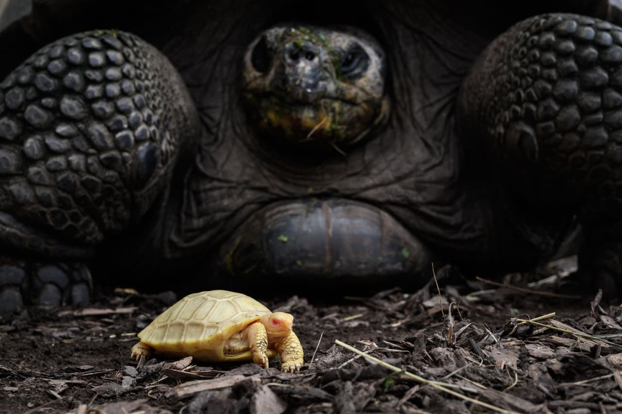 En la foto, se ve a la singular bebé tortuga albina junto a su madre en el zoo Tropicarium de Suiza. "Estamos bendecidos por los dioses", dijo Philippe Morel, propietario del zoo. 
<br>