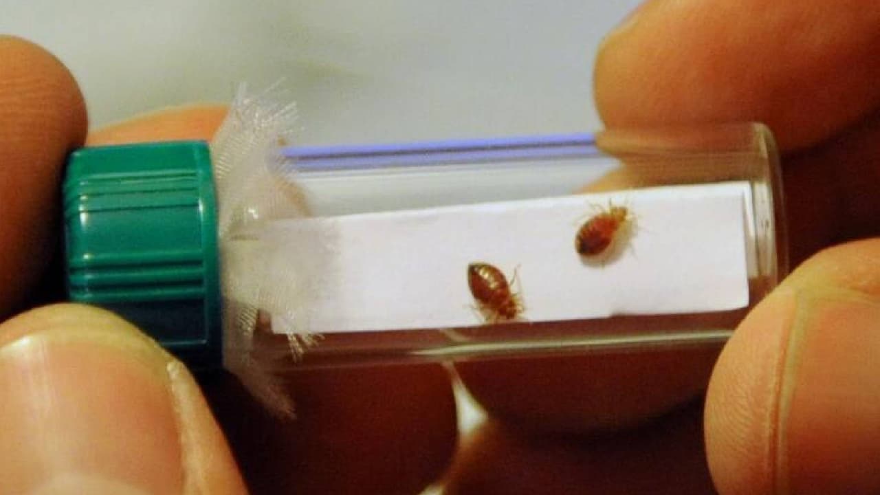 <b>¿Cómo evitar la aparición de chinches y sus picaduras? </b>
<br>Las infestaciones de chinches se tratan comúnmente mediante fumigación con insecticidas. Si sospecha que tiene una infestación, 
<b>comuníquese con una empresa profesional de control de plagas</b>. La mejor manera de prevenir las chinches es realizar inspecciones periódicas para detectar signos de infestación. Tome especial atención cuando viaja, para evitar trasportarlas a su hogar.