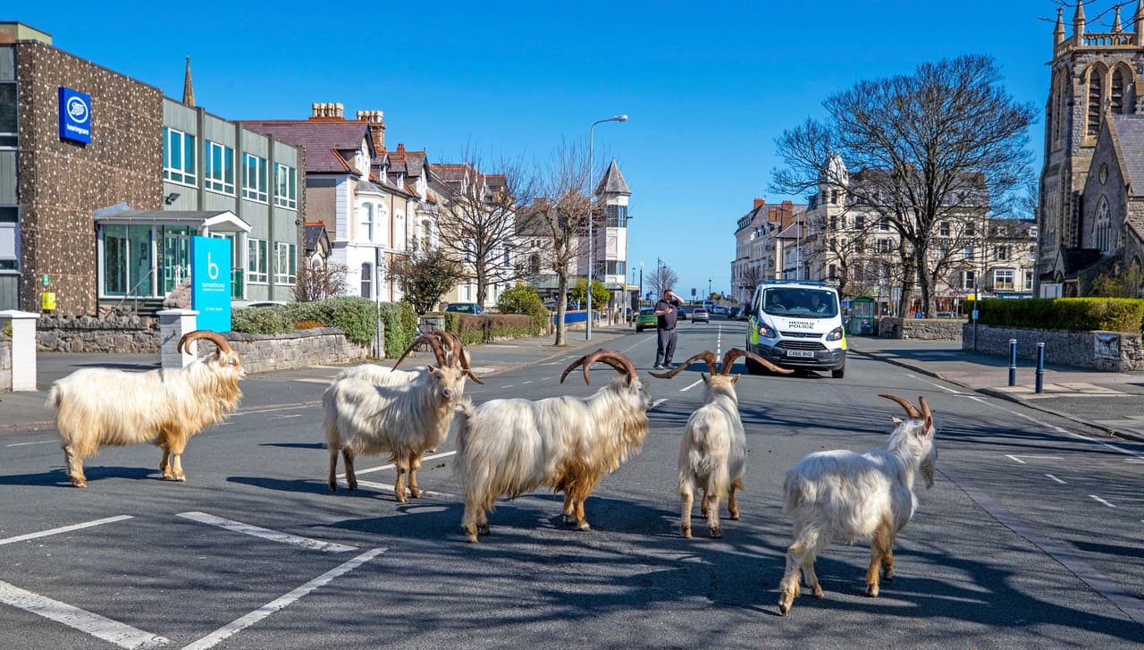 <b>Animales por las calles (31 de marzo). </b>Un grupo de cabras montesas deambulando por las tranquilas calles de Llandudno, Gales. "A veces llegan al pie del Great Orme en marzo, pero este año deambulan por las calles de la ciudad porque no hay autos ni personas", dijo Mark Richards, empleado de un hotel de la ciudad. 
<a href="https://www.univision.com/noticias/salud/la-naturaleza-avanza-en-las-ciudades-los-animales-a-sus-anchas-en-las-calles-vacias-por-el-coronavirus-fotos-fotos"><u>Vea aquí cómo la pandemia hizo que algunos animales caminaran a sus anchas por algunas ciudades.</u></a>
<br>