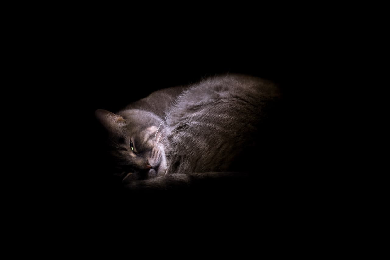 A los gatos se les suele adjudicar dotes psíquicos que permiten predecir algo en la vida de los humanos que los cuidan.