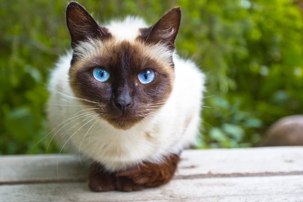 ¿Alguna vez has visto un felino que no quita la vista de un punto? ¡Es porque está viendo algo!