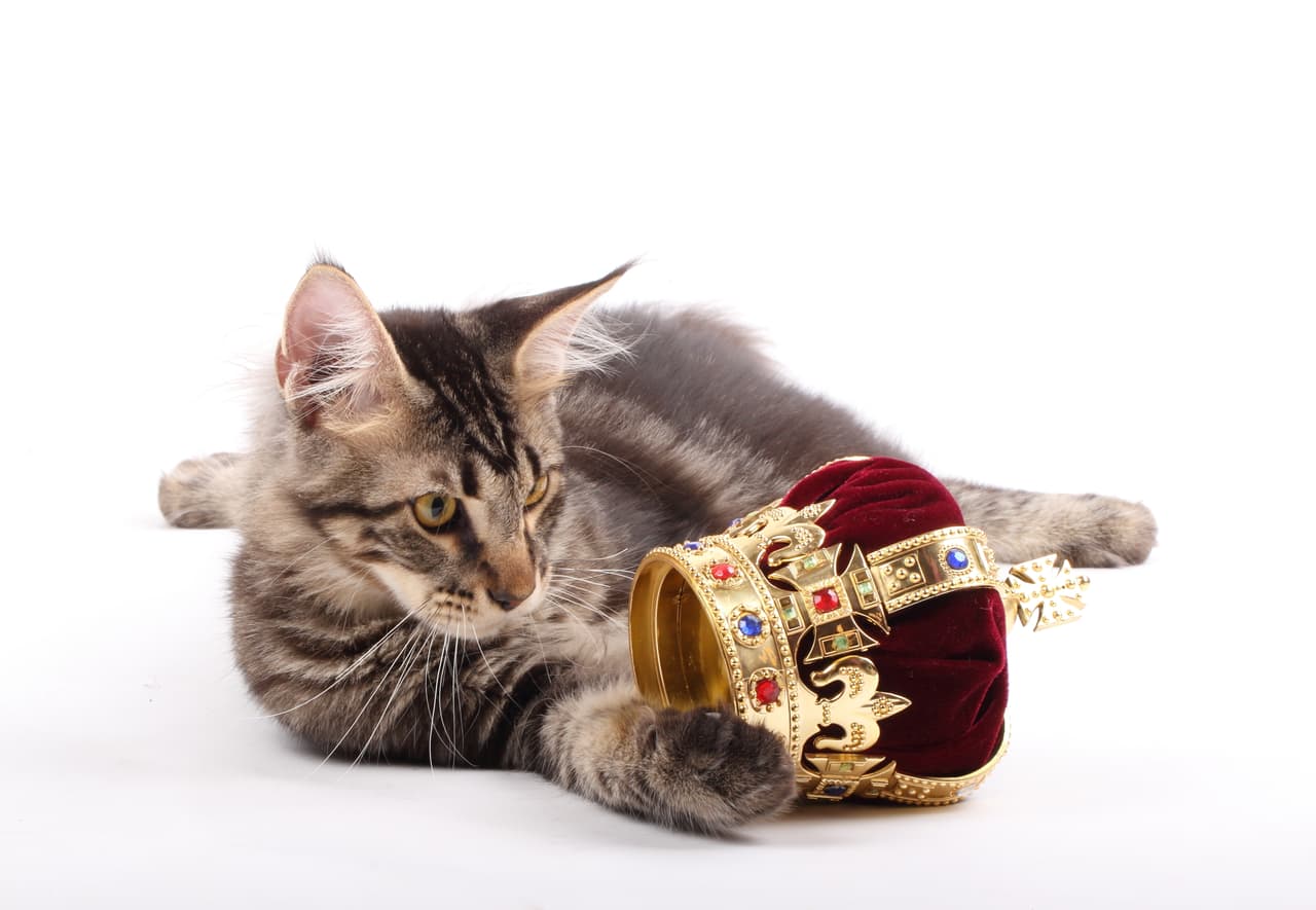 Luis XIII de Francia detuvo el exterminio de gatos en Europa, lo que permitió que se desarrollaran en el Viejo Continente.