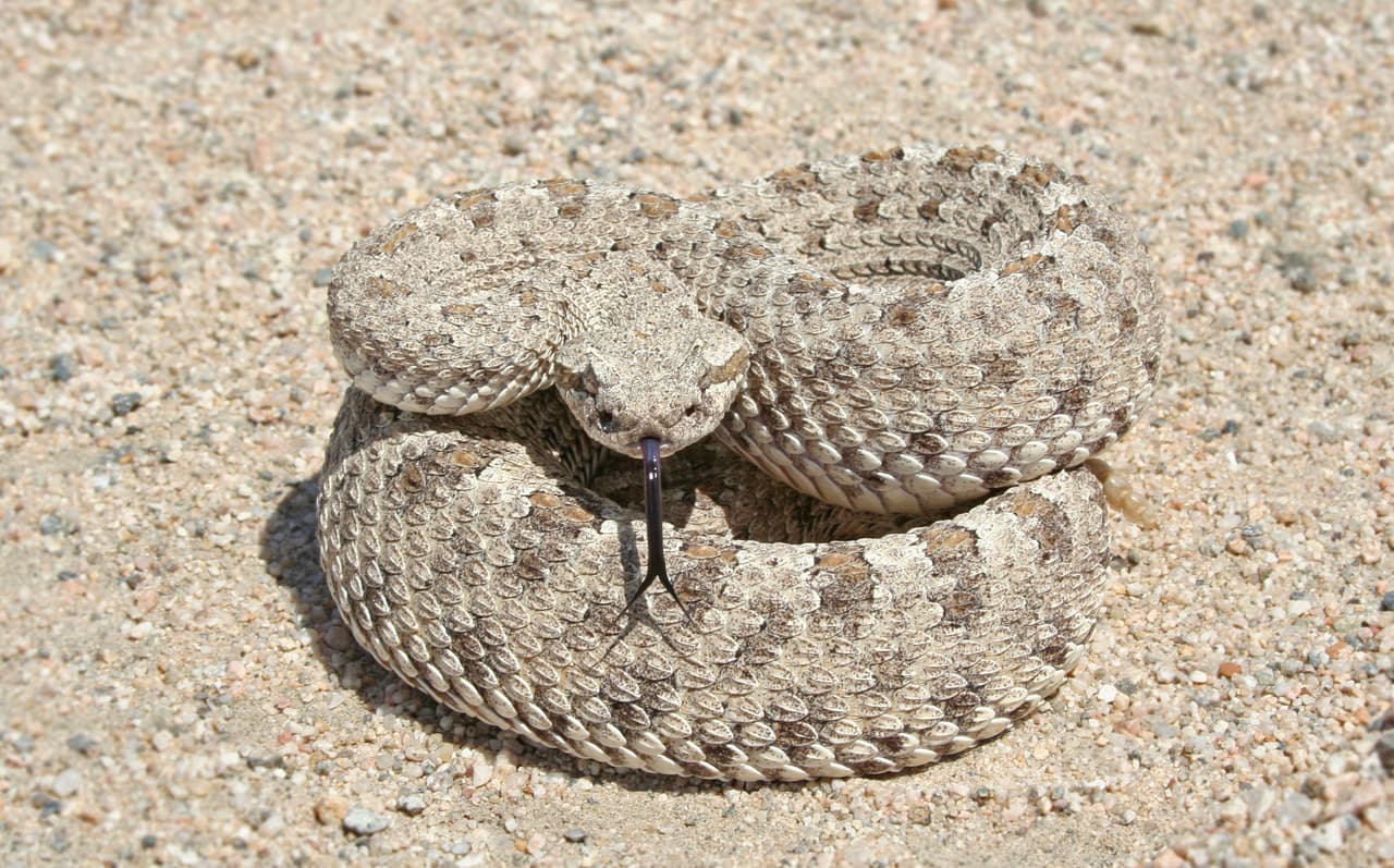 <b>Sidewinder</b>. Se distingue por la manera de moverse en forma de "s", además de ser muy 
<a href="https://www.univision.com/local/sacramento-kuvs/nina-de-3-anos-mordida-vibora-de-cascabel-termina-hospitalizada">rápidas</a>, ya que alcanzan velocidades de hasta 18 millas. Llegan a medir de 2 a 2.5 pies de largo.
