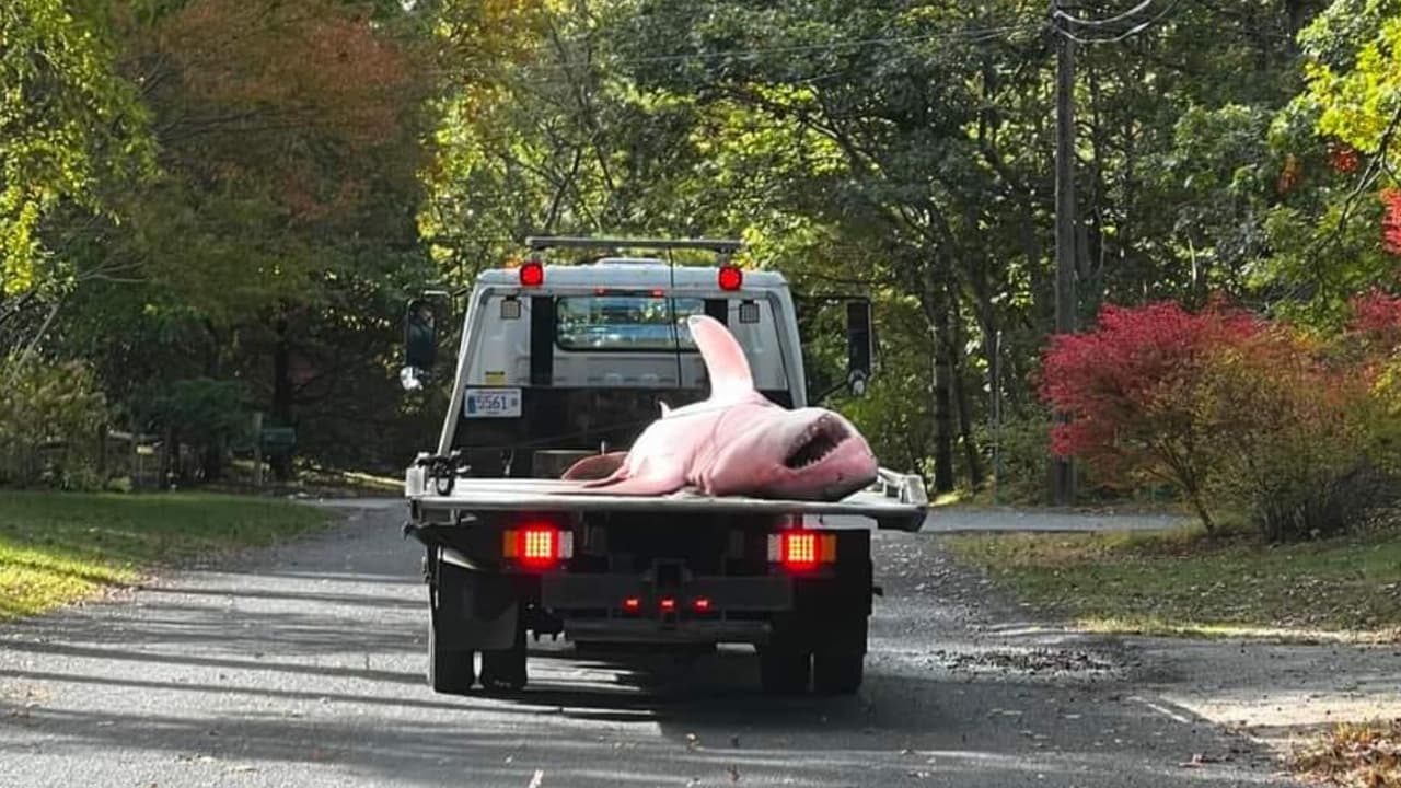 El gigantesco tiburón blanco que apareció muerto en una playa de Massachusetts y necesitaron una grúa para retirarlo 