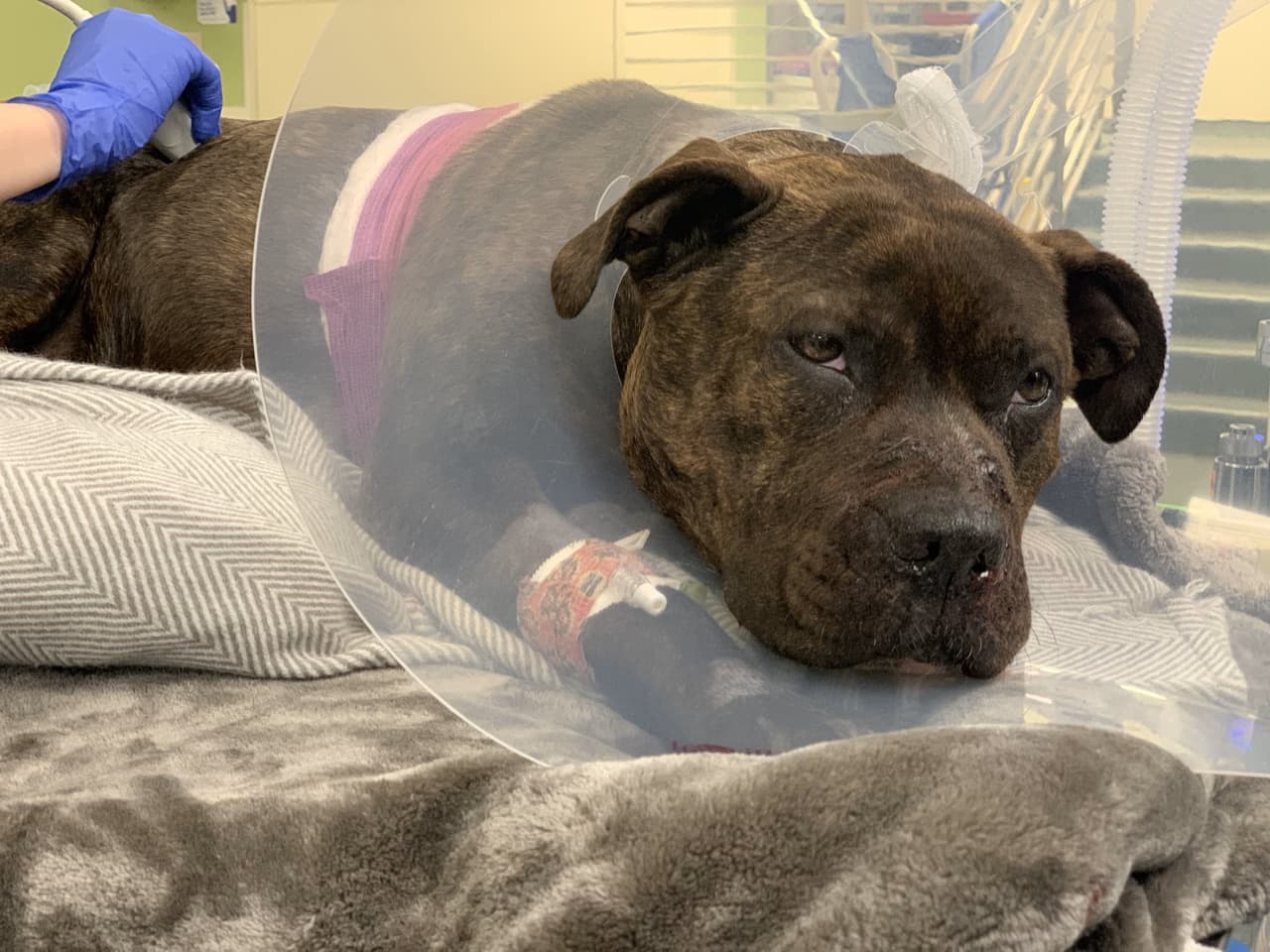 Las autoridades están buscando a la persona que le disparó a un perro varias veces en el vecindario Overbrook del oeste de Filadelfia. Un oficial de 
<b>ACCT Philly </b>respondió a la cuadra 1200 de South 54th Street el lunes por la noche para recibir informes de que un automóvil había atropellado a un perro.