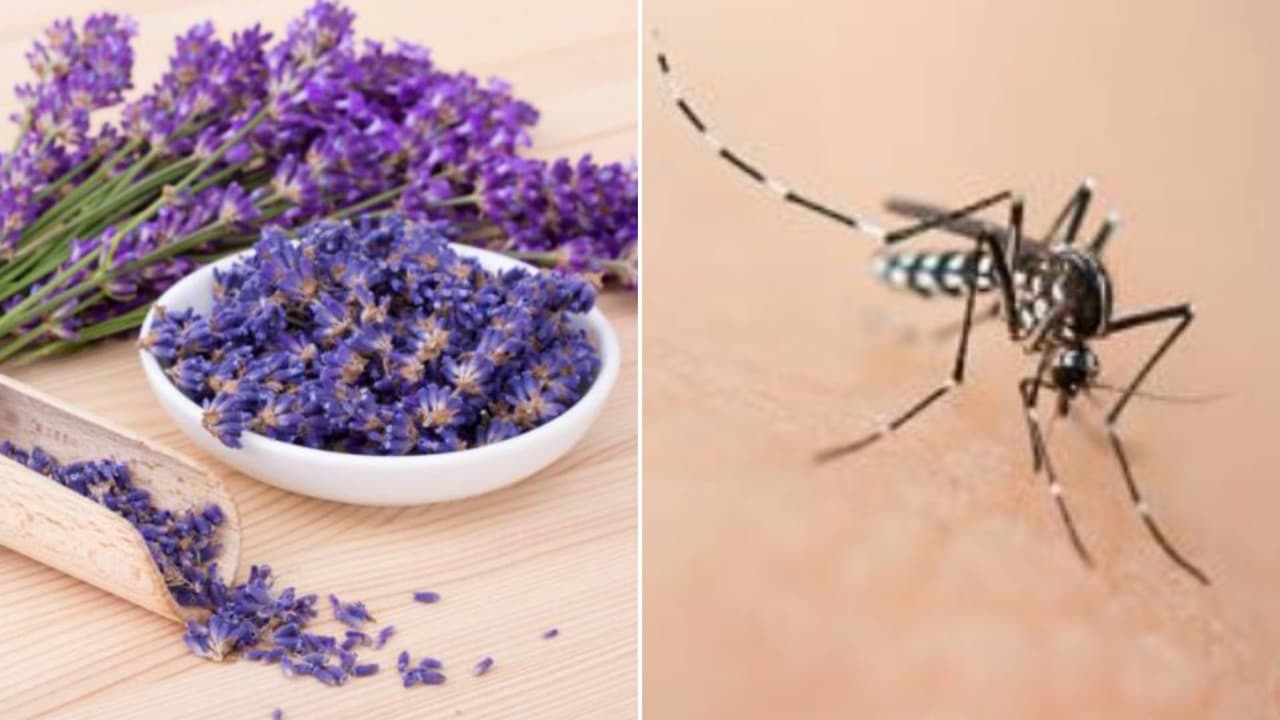 ¡Adiós a los mosquitos! 7 plantas que funcionan como repelente natural (además se ven muy lindas)