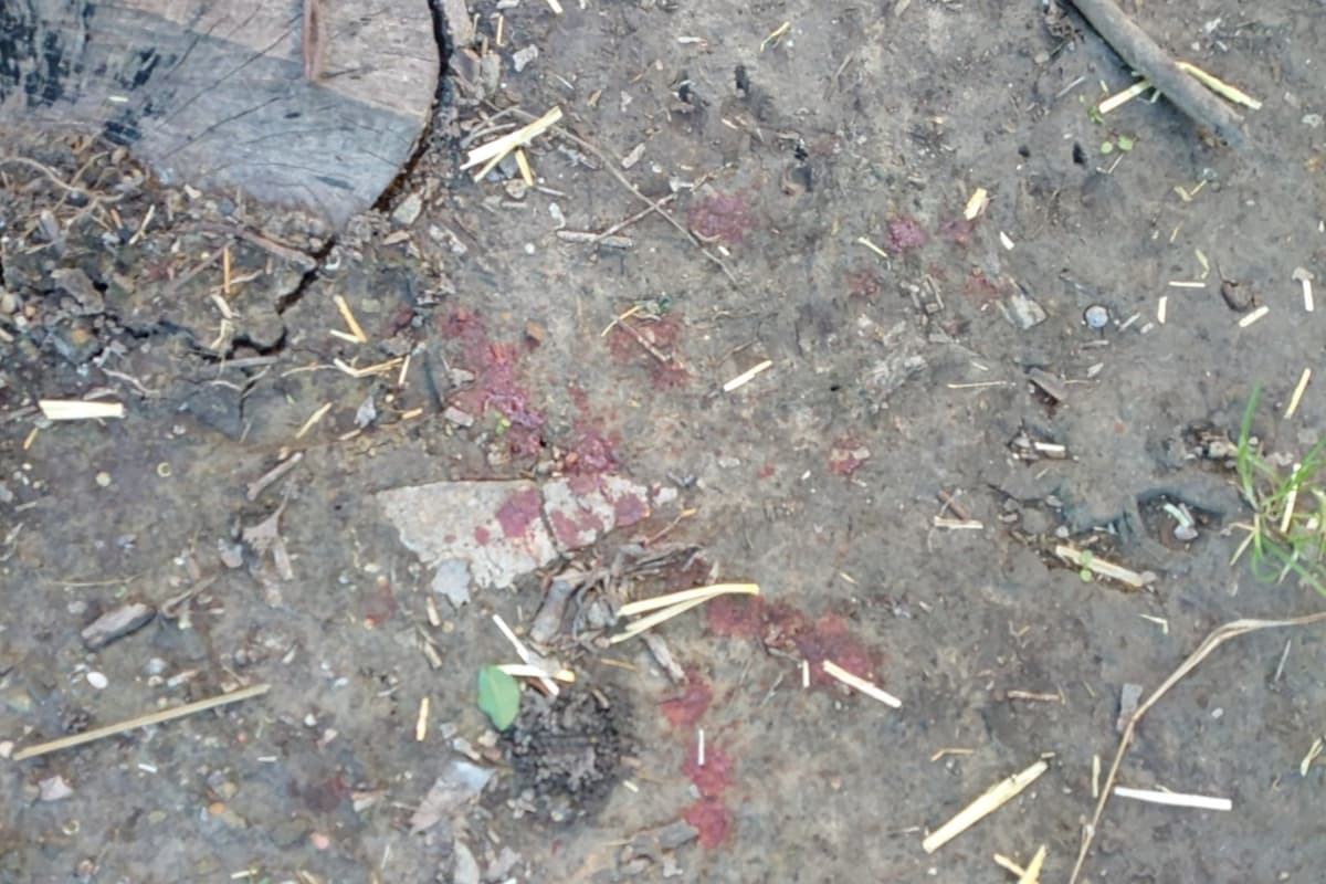 El terreno donde realizaban estos actos era improvisado, los agentes todavía encontraron rastros de sangre de los animales. Las peleas de gallos en Estados Unidos están prohíbidas y se castigan.