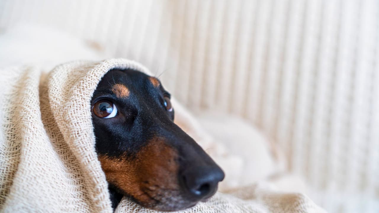 <b>Orejas y patas frías 🐾</b>
<br>Las extremidades son las más vulnerables al frío. Si sientes que las orejas o patas de tu mascota están frías al tocarlas, es una señal de que su cuerpo está teniendo dificultades para mantener el calor. 
<br>
<b>Cansancio excesivo 😴</b>
<br>El frío también puede hacer que tu mascota se canse más rápido. Si después de una caminata corta parece agotada o busca un lugar cálido para descansar, es probable que el frío esté afectando su energía 🛏️