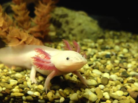 <b>Axolote.-</b> Este anfibio endémico de México es una de las criaturas más sorprendentes de la naturaleza ya posee la excepcional capacidad de regenerar miembros perdidos. Fue llamado por los antiguos mexicanos 
<a href="https://www.gob.mx/semarnat/articulos/ajolote-mexicano-criatura-super-dotada" target="_blank">axolotl,</a> que en náhuatl significa “monstruo de agua”. Suelen ser de color negro o marrón moteado, albino o blanco y conserva su aleta dorsal de renacuajo que se extiende casi por todo su cuerpo, el cual puede llegar a medir de 15 a 30 centímetros de longitud (hasta 11.8 pulgadas). Desafortunadamente la contaminación de las aguas, ha llevado a la casi extinción de este peculiar animalito. 
<br>