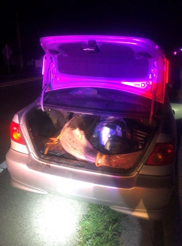 El 14 de marzo, oficiales detuvieron a un auto en el que encontraron un 
<b>esturión blanco de 85 pulgadas</b> todavía vivo. El pez fue regresado al agua y oficiales determinaron que los dos hombres en el auto estaban vinculados con otra investigación que involucraba a 
<b>múltiples sospechosos de caza furtiva. </b>