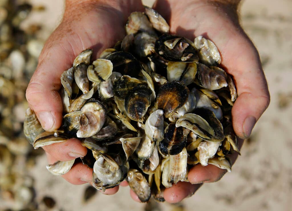 Los moluscos bivalvos como las ostras y las almejas filtran grandes cantidades de agua para alimentarse. En este proceso, pueden acumular altas concentraciones de bacterias como Vibrio vulnificus en sus tejidos, especialmente en las temporadas cálidas cuando la bacteria se multiplica más rápidamente. 
<b>El riesgo aumenta considerablemente para quienes tienen condiciones de salud preexistentes</b>, como diabetes o enfermedades hepáticas, ya que su sistema inmunológico puede no estar preparado para combatir infecciones severas.