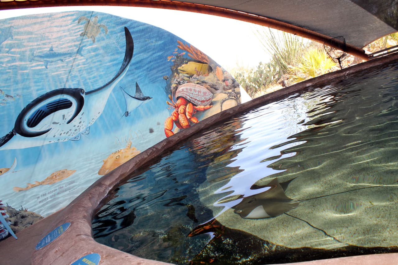 Toca la Mantarraya es la nueva atracción del museo, el público interactua con los animales.