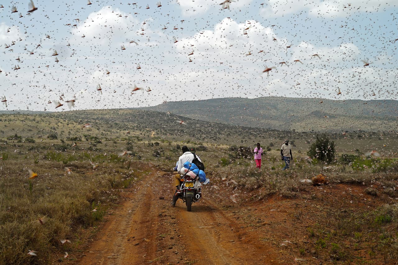<b>‘La plaga’</b>
<br>
<br>“En 2019, Kenia y la mayor parte de África Oriental experimentaron el peor brote de langosta en 70 años” explicó el concurso sobre esta imagen finalista tomada en Borana.
<br>
<br>Según la Sociedad Real de Biología los cambios en el clima producto del aumento de la temperatura de la Tierra han hecho que estos brotes sean cada vez más agudos.
