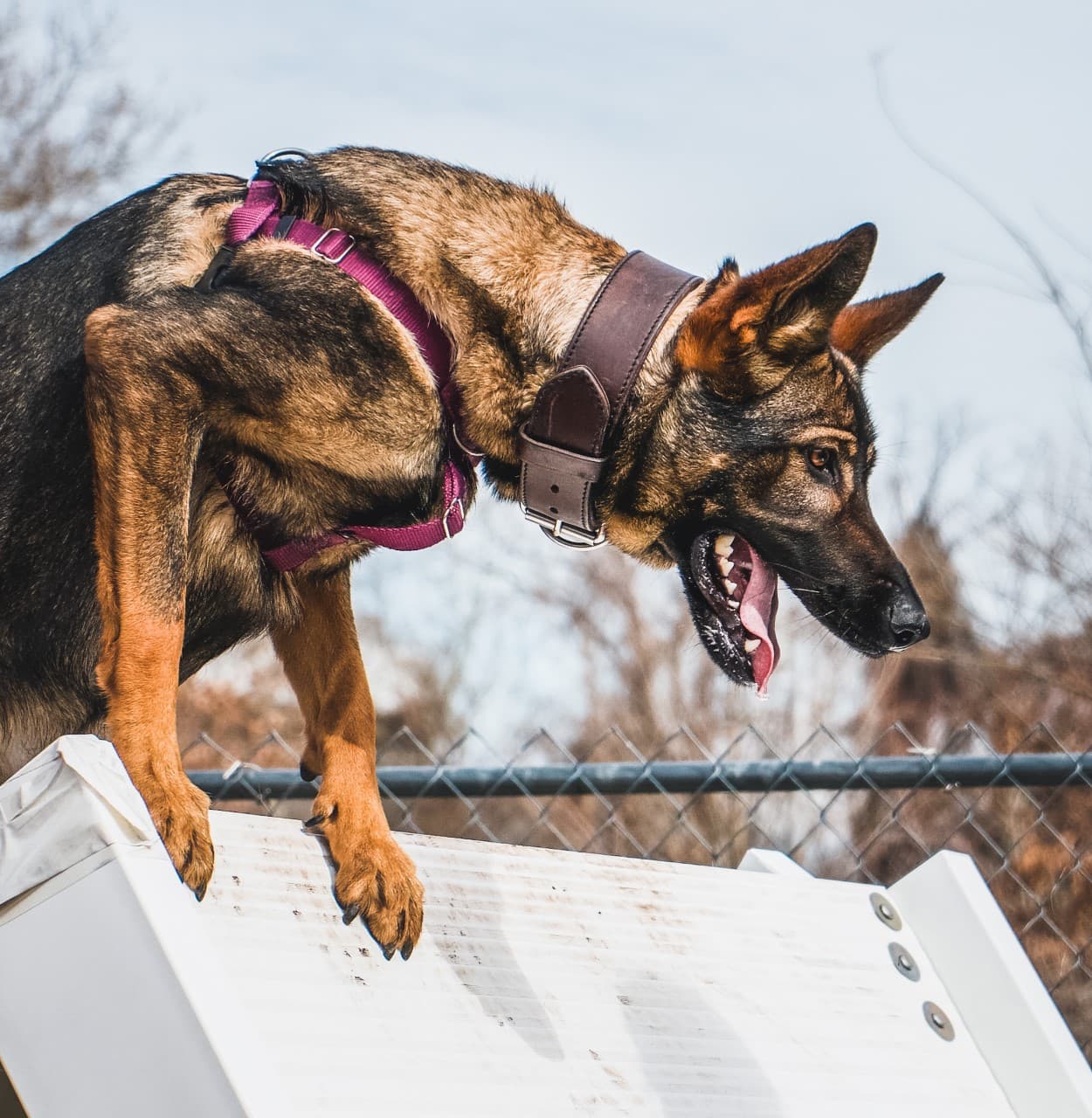 Un nuevo programa piloto de formación de la Facultad de Medicina Veterinaria de la Universidad de Pensilvania (Penn Vet) apunta a una solución prometedora en los esfuerzos de Pensilvania para frustrar la mosca linterna manchada. Al utilizar 
<a href="https://www.univision.com/local/philadelphia-wuvp/los-perros-de-deteccion-de-olores-podrian-desempenar-un-papel-importante-en-la-lucha-contra-la-infestacion-de-la-mosca-linterna-manchada">perros detectores de olores</a> para identificar las masas de huevos de la mosca linterna manchada, los investigadores de Penn Vet esperan neutralizar proactivamente a los insectos destructivos antes de que se conviertan en una amenaza total como adultos maduros.