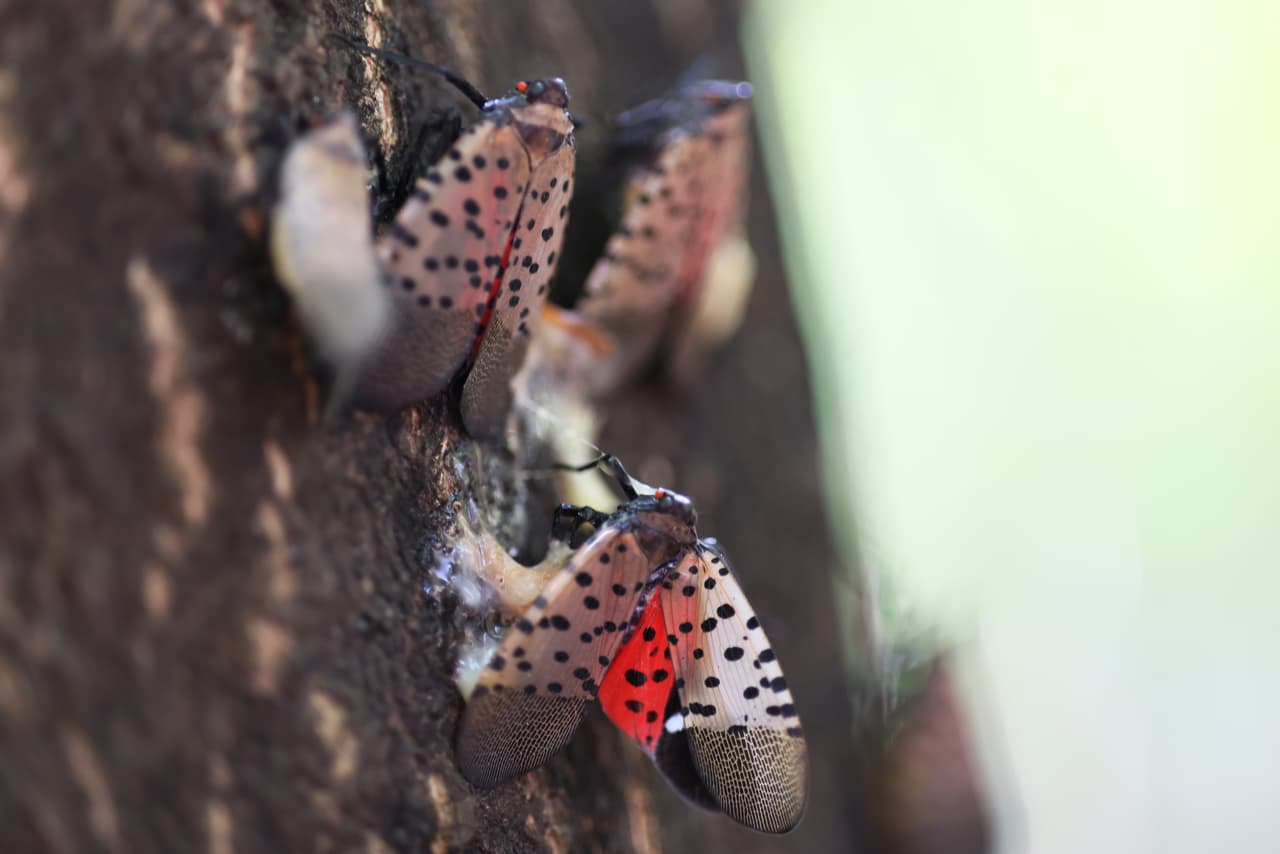 El Departamento de Agricultura de Georgia confirmó la primera detección de la mosca linterna moteada (
<i>Lycorma delicatula or SLF</i>) en Georgia.
