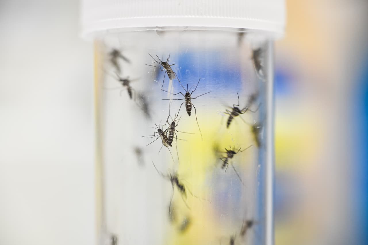 Este se “transmite por picaduras de mosquitos infectados y se transmite durante los meses de clima cálido, cuando los mosquitos están más activos”, 
<a href="http://publichealth.lacounty.gov/media/Mosquito-Borne-Disease-Span.htm">informaron</a> las autoridades de salud.