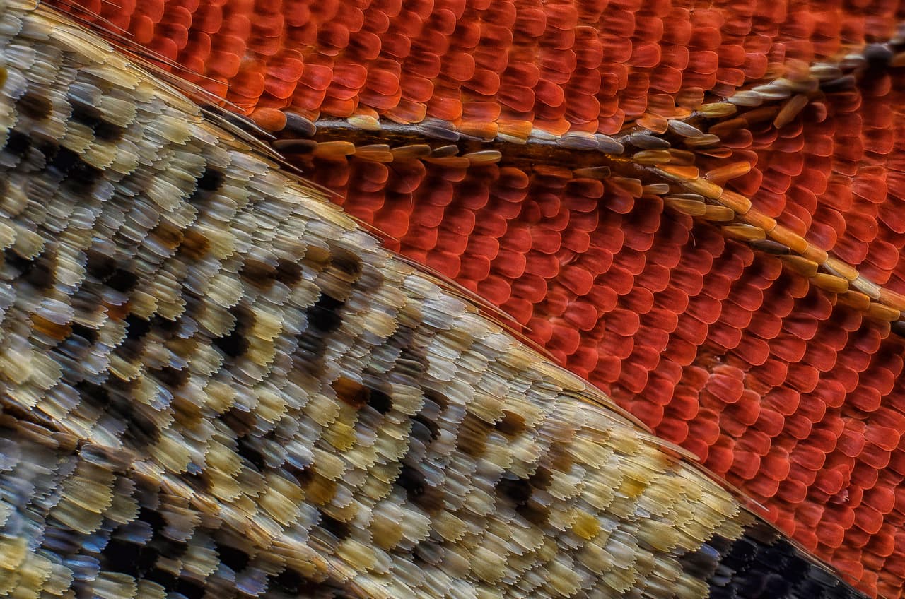 11vo puesto: Escamas del lado inferior del ala de una mariposa 
<i>Vanessa atalanta.</i> Francis Sneyers (Bélgica) — Aumento: 10x