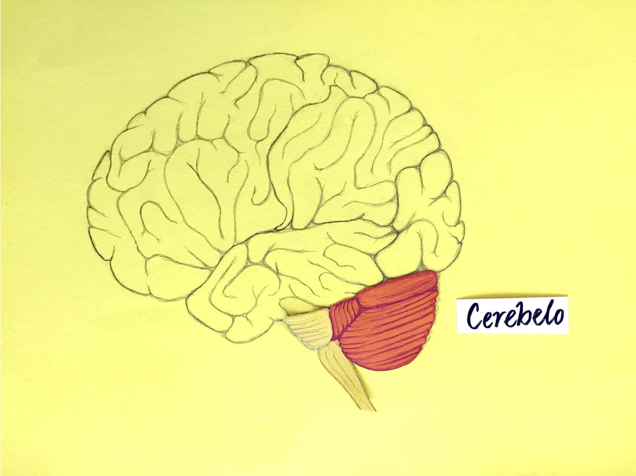 El 
<b>cerebelo</b> recibe la información sensorial de todo el cuerpo y la transmite a la corteza cerebral. Pero su función principal es regular la coordinación y fluidez de los movimientos motores, desde los del habla hasta los de la visión y las extremidads, así como regular el equilibrio.
<br>
<br>El movimiento --que el bebé alce su cabeza, se siente, gatee y camine-- ocurre cuando los 
<b>lóbulos frontales</b> trabajan en conjunto con el 
<b>cerebelo</b>, por eso, “es bueno que el niño toque cosas, explore”, dice Migdys Monduis, pediatra neuróloga en el Nicklaus Chidren's Hospital, “es bueno que el niño esté en el piso gateando, tocando todo, abriendo todo", mientras tú lo supervisas para que no se meta un objeto a la boca.