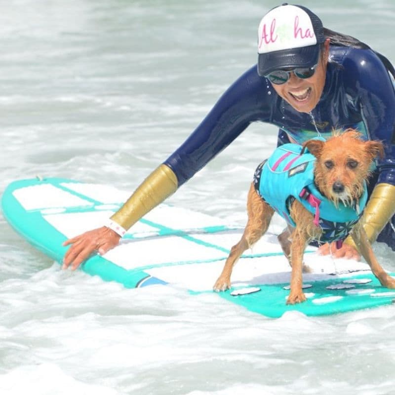 El surf no fue la única forma en que los perritos pudieron mostrar su talento. Otras competencias incluyeron jugar a pelota en el agua y un concurso de moda de playa para perros.