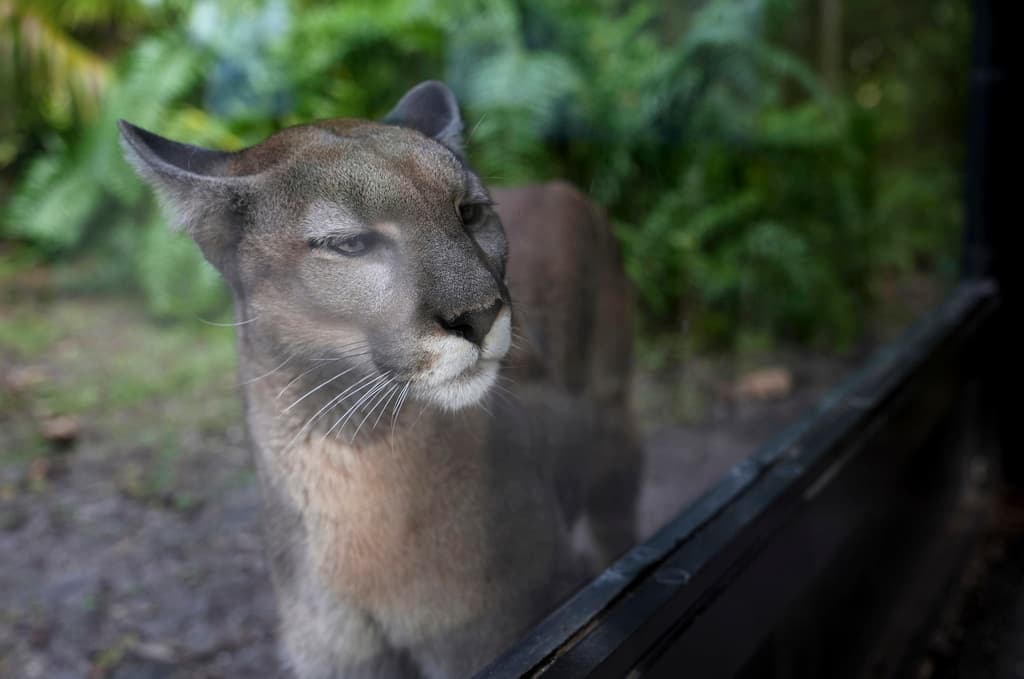 Originalmente, los pumas de Florida ocupaban una vasta extensión en el sureste de EE. UU., pero hoy están confinados a apenas 2 millones de acres debido a la urbanización y la pérdida de hábitat.