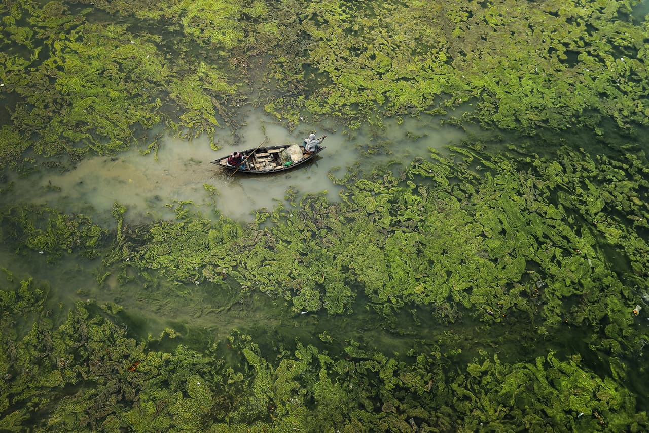 <b>‘Barrera verde’</b>
<br>
<br>“La floración de algas provoca una fuerte contaminación en el río Damodar”, explicó el concurso sobre esta fotografía ganadora de la categoría ‘agua y seguridad’. Fue tomada en Bengala Occidental, India.
<br>
<br>“El monzón irregular y las corrientes de aire son la principal causa de este brote de algas, que evitan la entrada de oxígeno atmosférico, mata a los peces y daña la calidad del agua y el hábitat”.
<br>