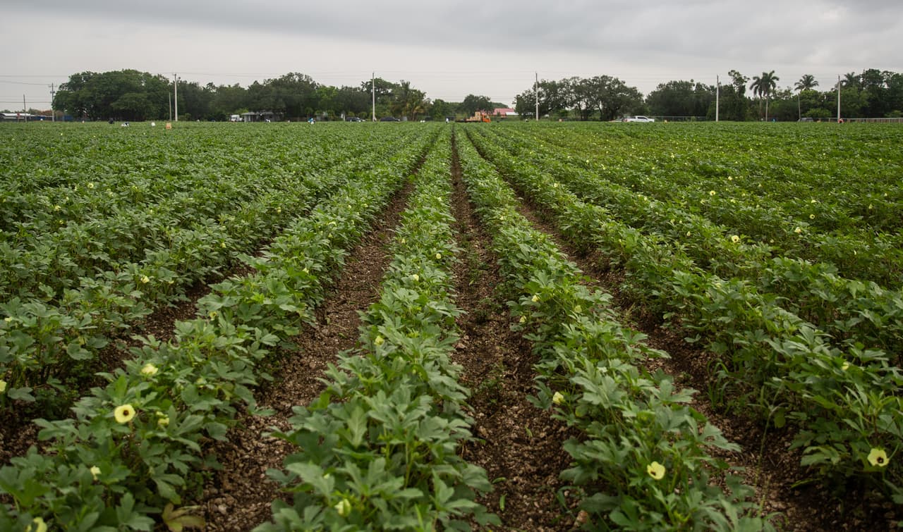 <b>Vegetales que van al norte -</b> Este es uno de los campos de ocra de Sifuentes Farms, donde la producción se redujo cerca de un 60% cuando sus principales compradores en Nueva York cerraron sus negocios al arreciar la pandemia a mediados de marzo.