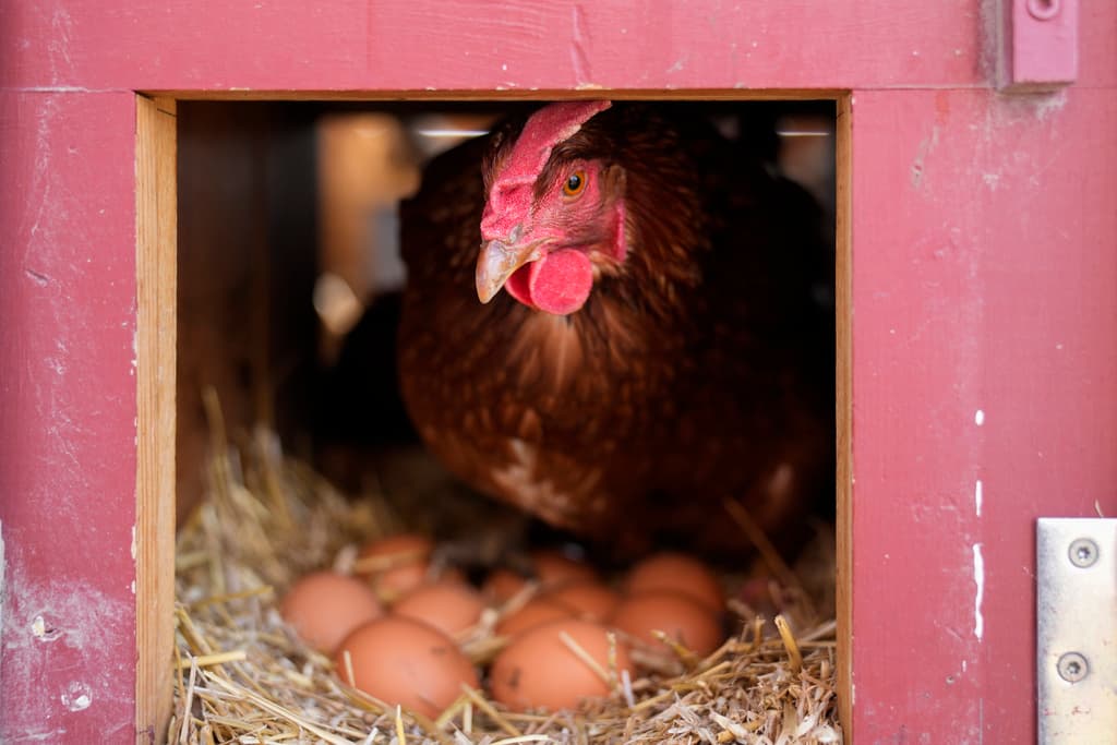 La vacunación de aves de corral podría ayudar a reducir el alza de los precios de los huevos, pero EEUU sigue sin decidirse