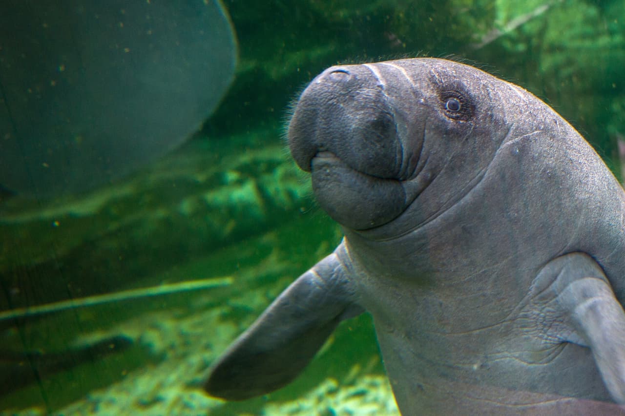 <b>Comparten pariente cercano con los elefantes. </b>Los elefantes y los manatíes podrían haber evolucionado a partir de un ancestro común acuático, un animal del tamaño de un tapir que se alimentó de plantas en los ríos y vivió hace unos 60 millones de años, reveló el análisis químico de diversas dentaduras fosilizadas realizado por expertos de la Universidad de Oxford y de la Universidad Stony Brook de Nueva York, Estados Unidos. Según los científicos, eso podría significar que, en algún momento de su evolución, los antiguos elefantes vivieron casi exclusivamente en el agua o eran anfibios.
<br>