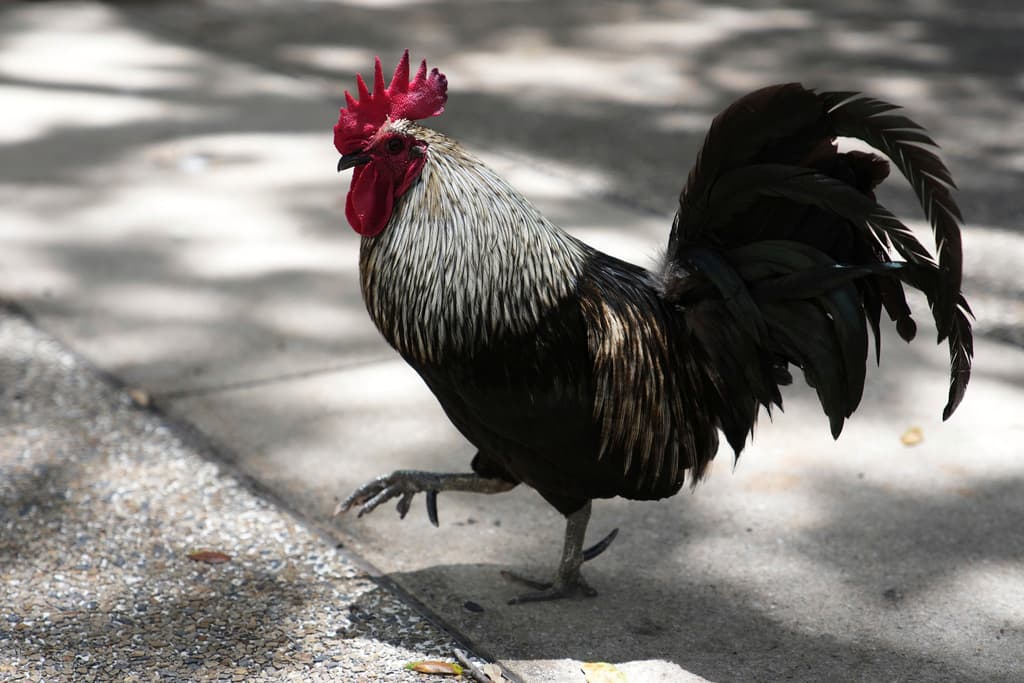 <b>Gallos como memoria de la diáspora cubana en Miami: </b>La presencia de gallos no es anecdótica, sino un testimonio viviente de la migración cubana. Simbolizan el arraigo de una comunidad que, al huir del régimen, reconstruyó su vida en otro país sin olvidar sus hábitos rurales. Su permanencia es también resistencia cultural.
<br>